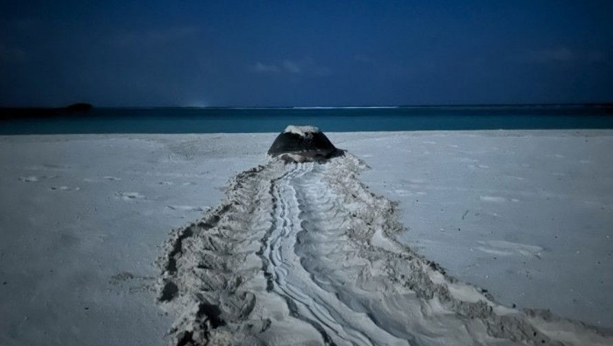 A green sea turtle finds her way back to the ocean after nesting in the Maldives.