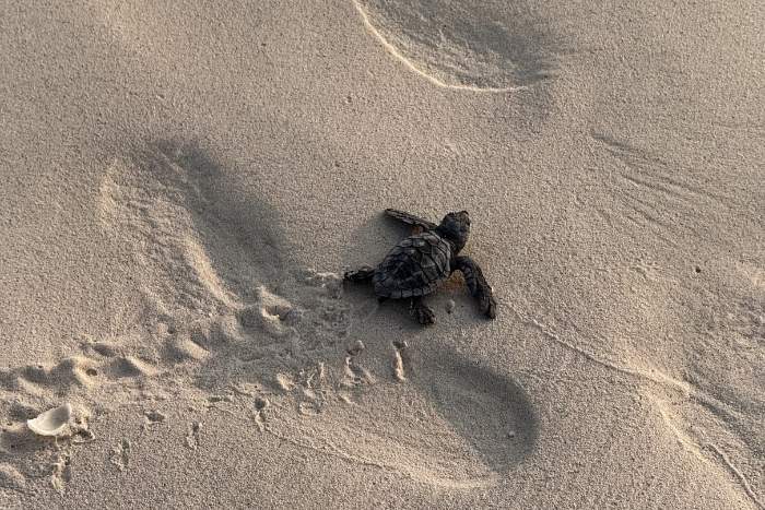 Rare olive ridley hatchling at Raa atoll.