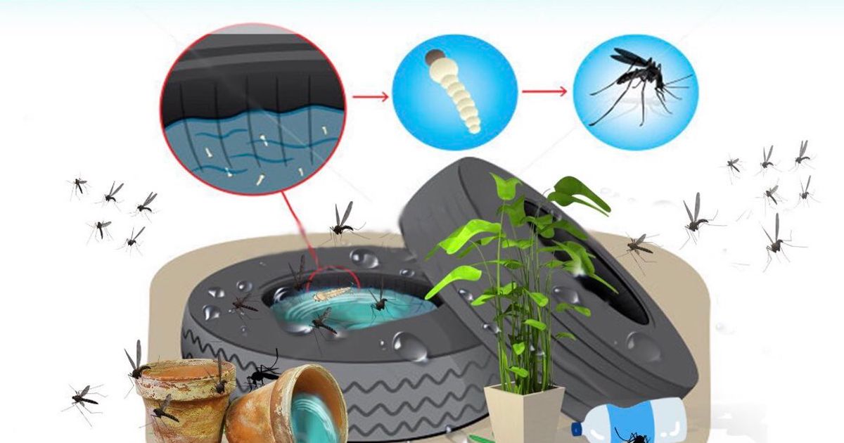 Vector control campaign launched after spike in dengue - Maldives ...