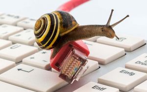 Schnecke auf LAN-Kabel