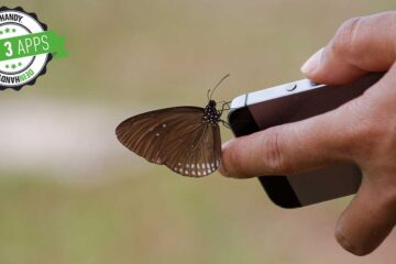 Insekten bestimmen