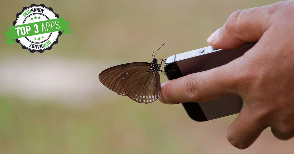 Insekten bestimmen