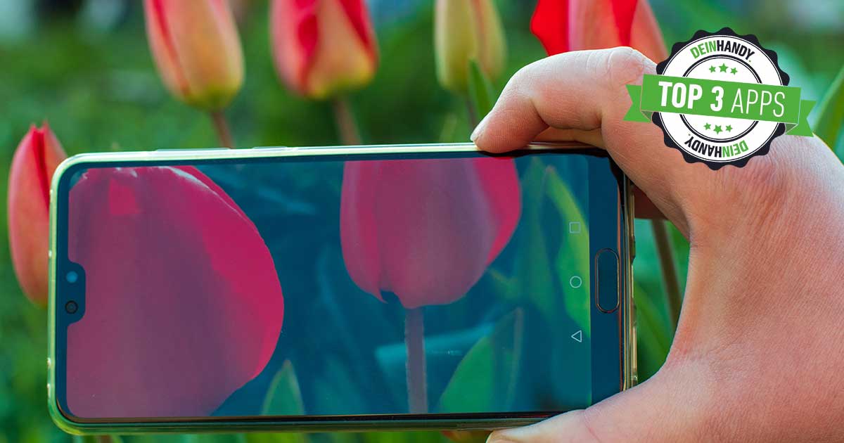 Blumen bestimmen: Die 3 besten kostenlosen Blumen-Apps im Test