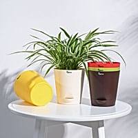 Ugaoo Plastic Planters Pots (Multicolour) - 5 Pieces