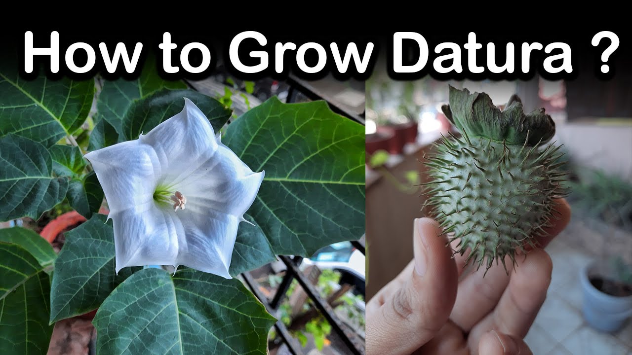 Planting Datura for Home Garden