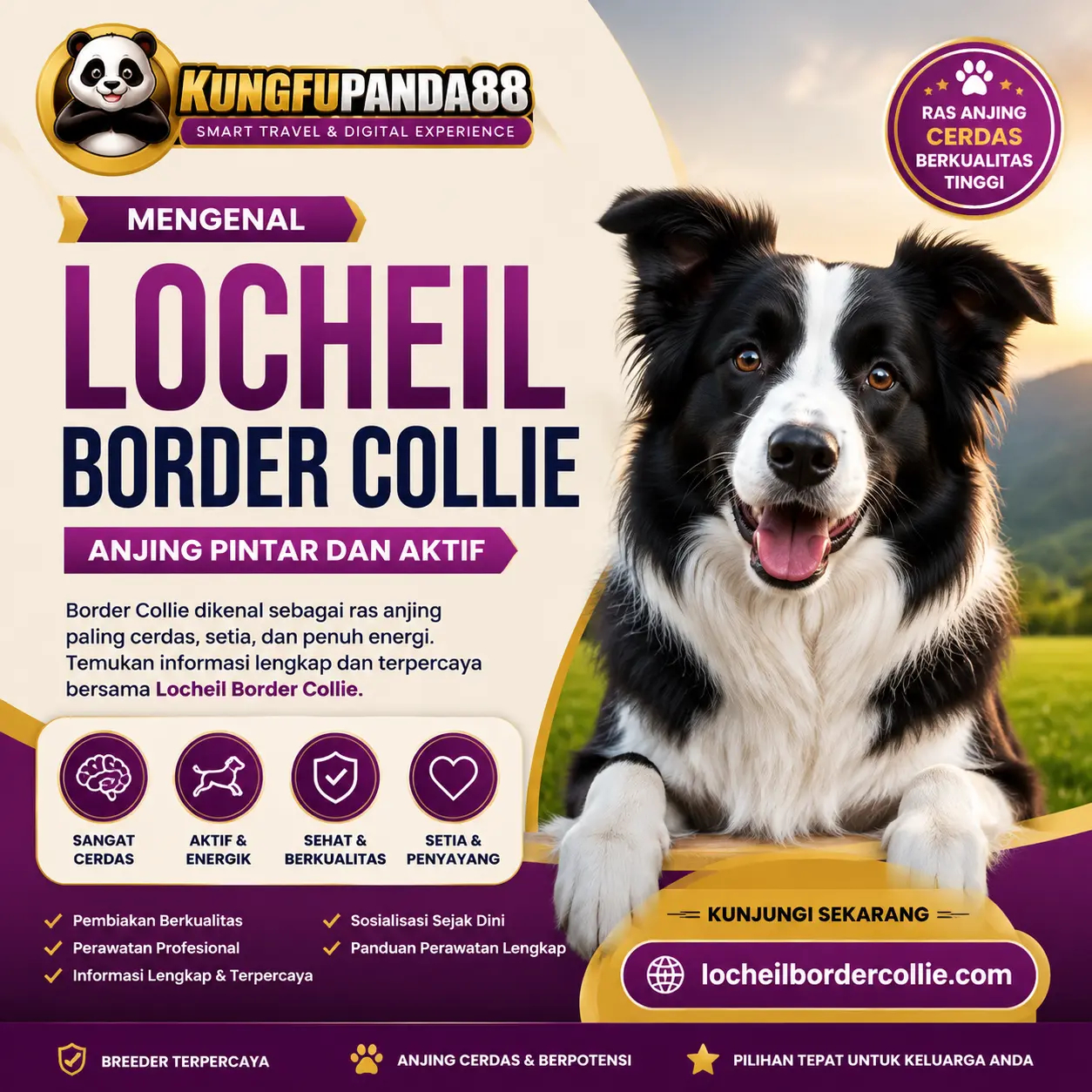 KUNGFUPANDA88 # Mengenal Locheil Border Collie, Anjing Pintar dan Aktif