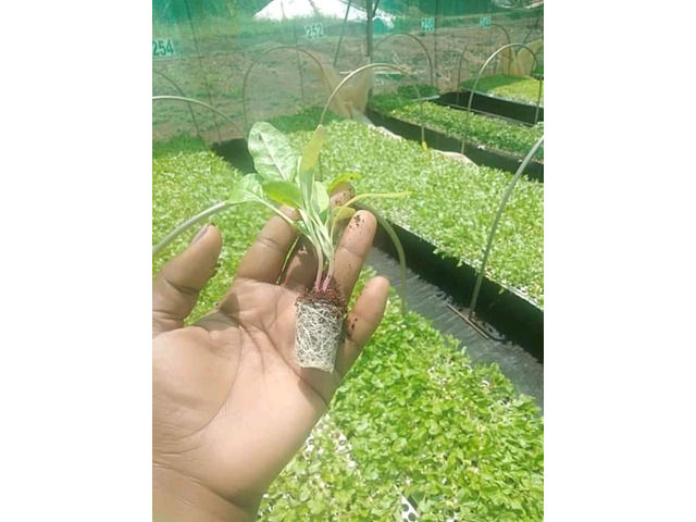 Cabbage Seedlings