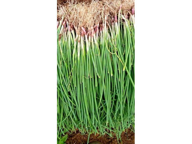 Spring Onion