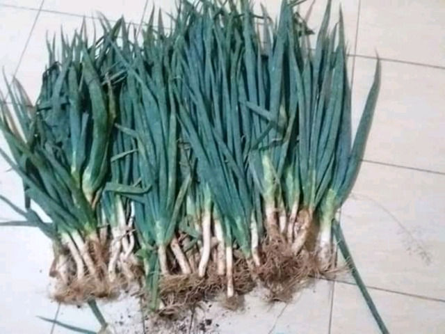 Green onion