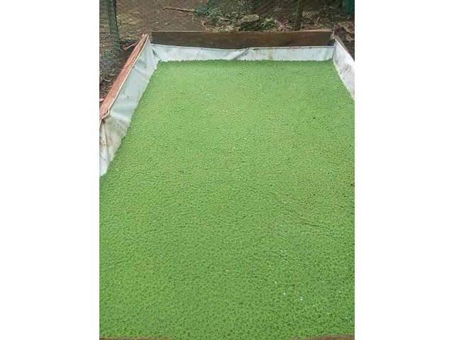 Azolla Feed