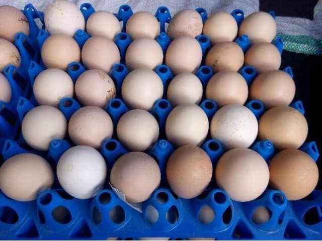 Fertilized Eggs