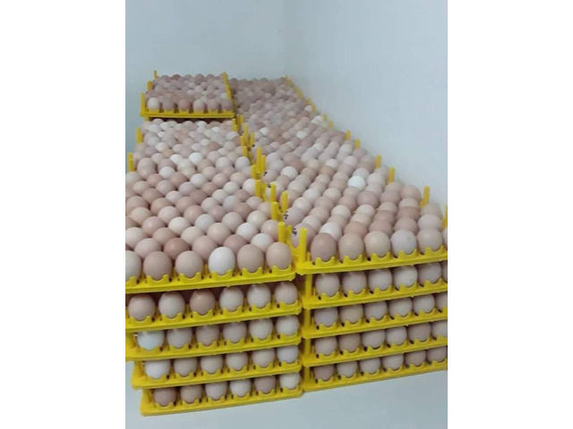 Fertilized kuroiler eggs