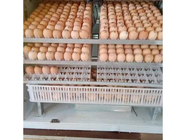 KUROILER FERTILIZED EGGS INCUBATION