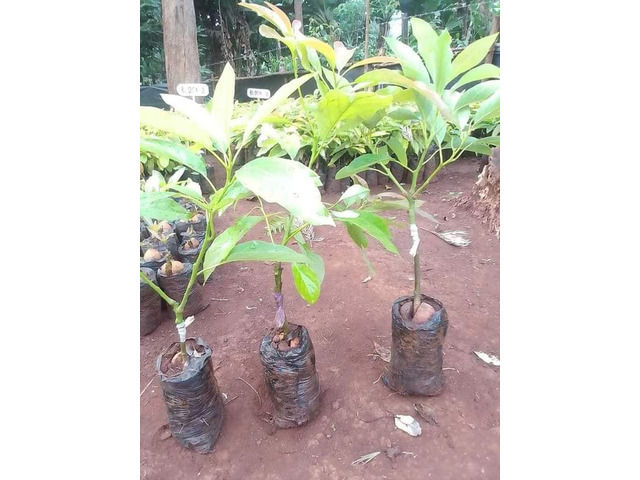 Hass Avocado Seedlings