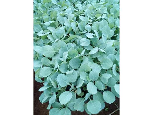 Cabbage /Kales/Collards Seedlings