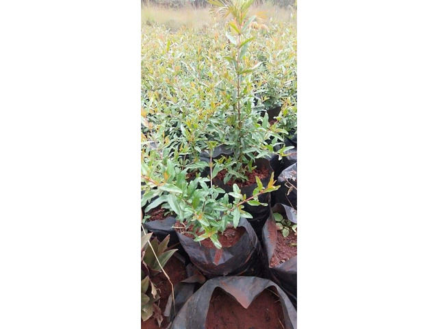 Pomegranate Seedlings