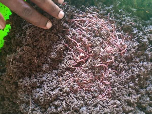 VermiCompost Services