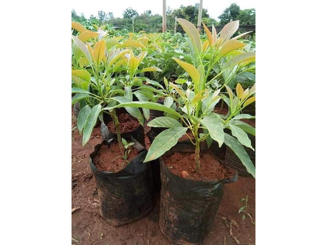 Fruit Tree Seedlings