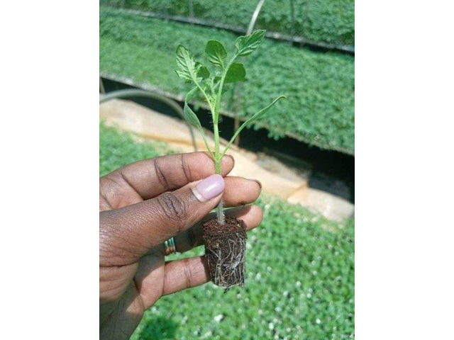Tomato Seedlings