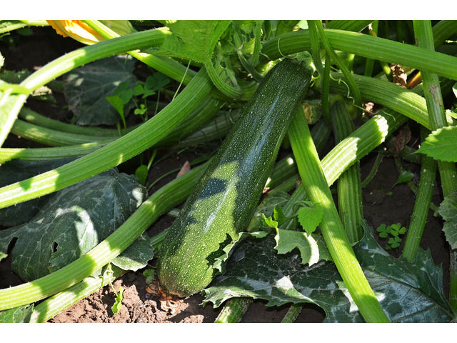 Courgettes