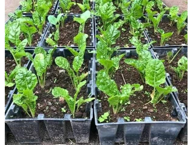 Planters