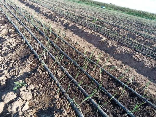 Irrigation Services