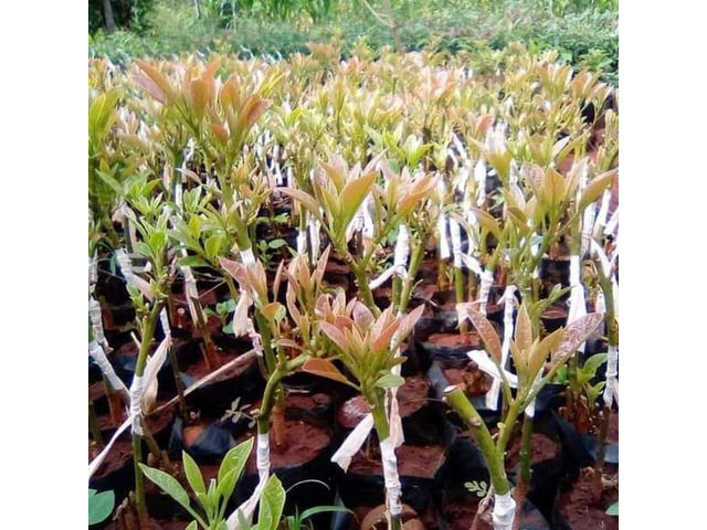Hass Seedlings