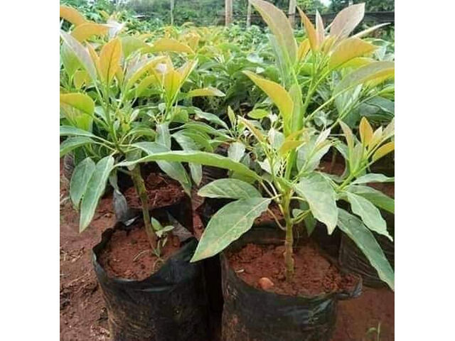 Hass Avocado