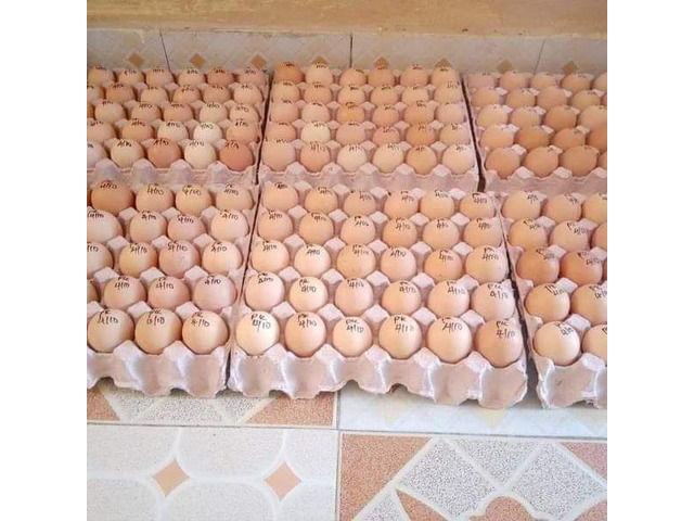 One Day Chicks