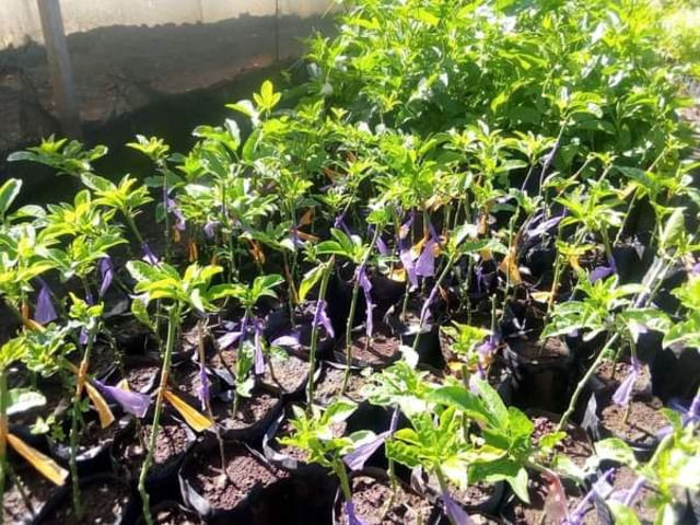 Fruit Tree Seedlings