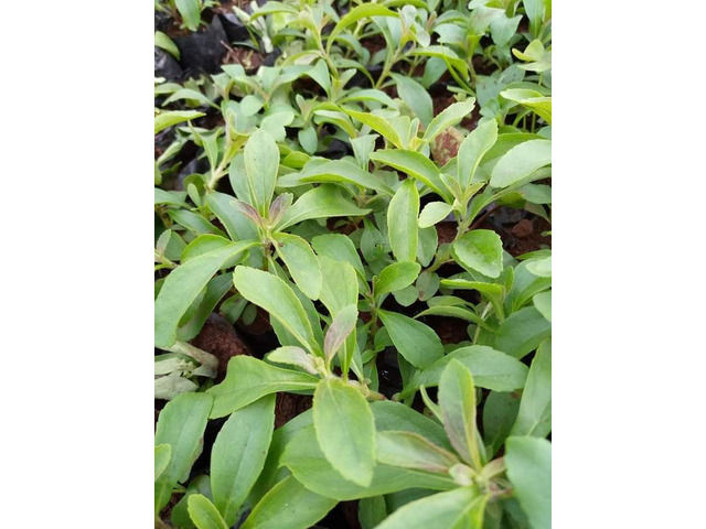 Stevia Seedlings
