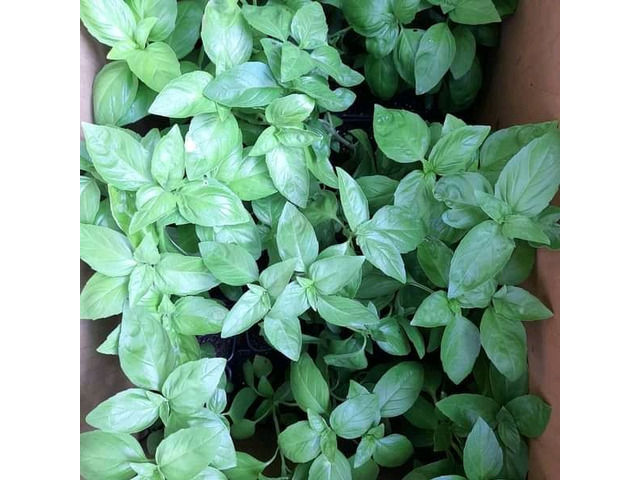 BASIL