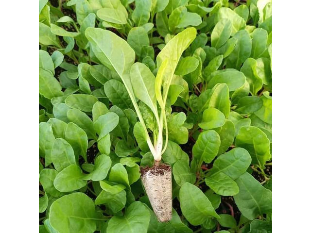 Horti Seedlings