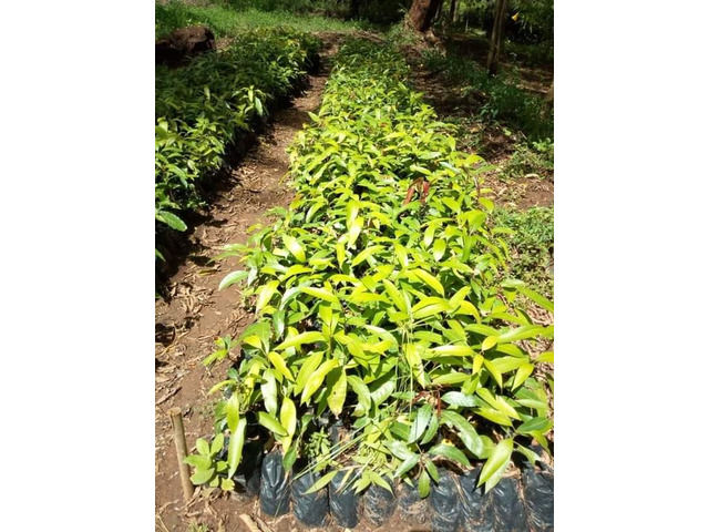 Fruit Tree Seed