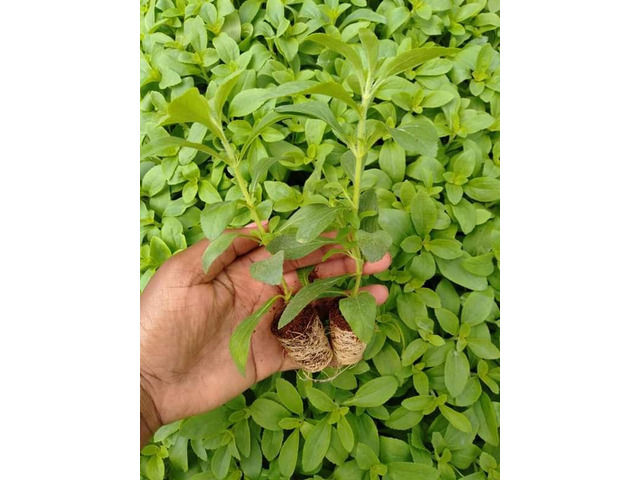 Stevia Seedlings