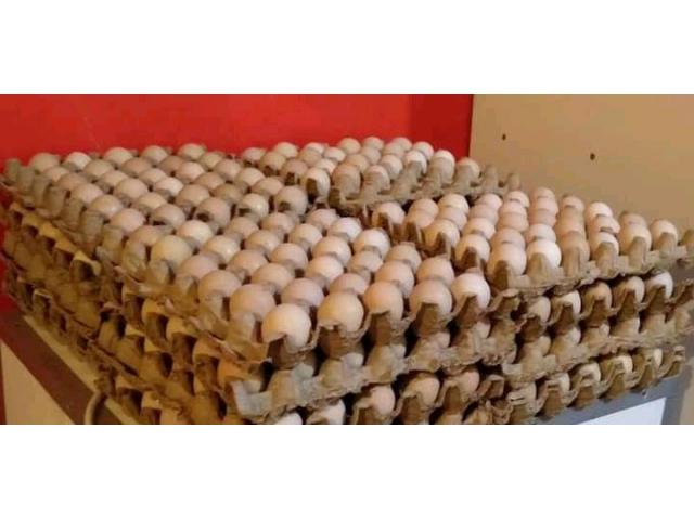 Guinea Fowl Eggs