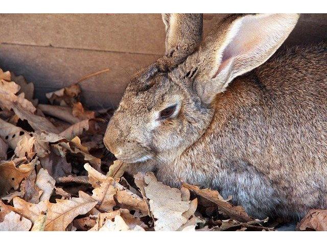 Flemish Giant Buck