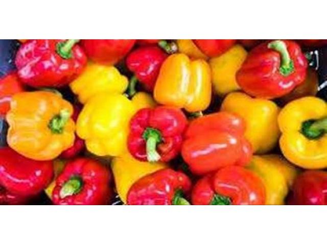 California Wonder Capsicum