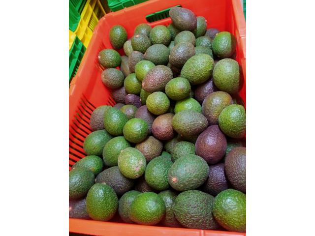 Avocado