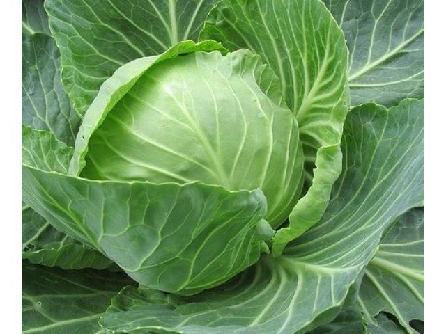 Fresh Cabbage
