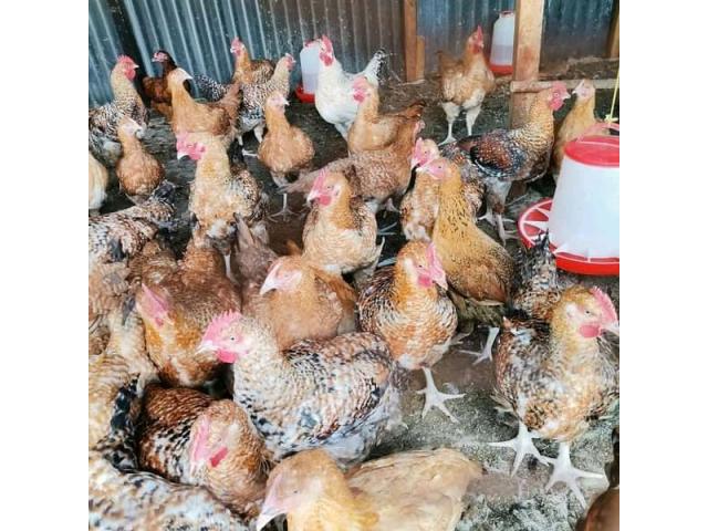 Improved Kienyeji Chicks