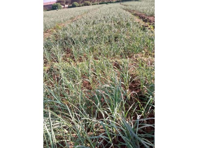 Garlic Farming