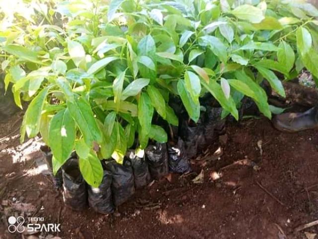 Fruit Seedlings