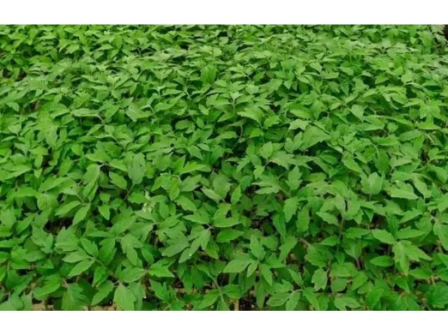 Assila F1 Seedlings