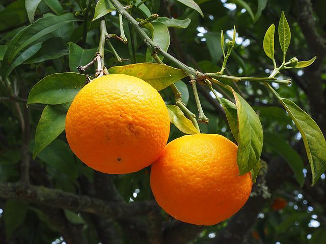 Pixie Orange Seedlings