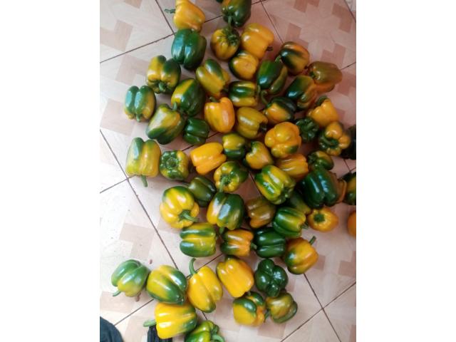 Yellow capsicum