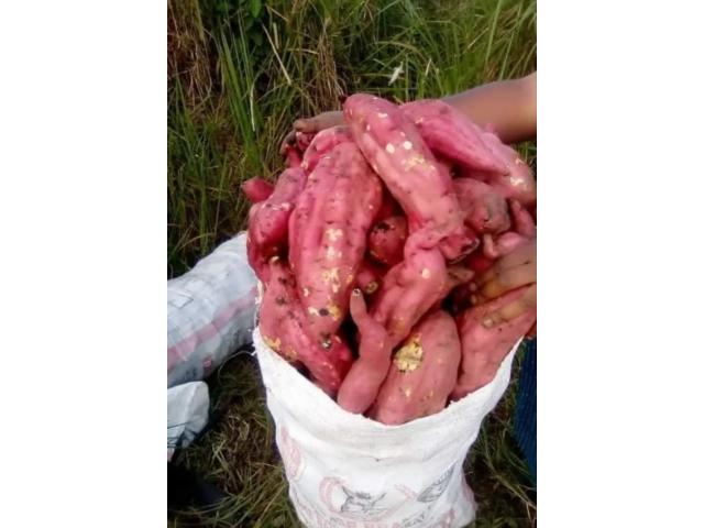 Yellow Flesh SweetPotato