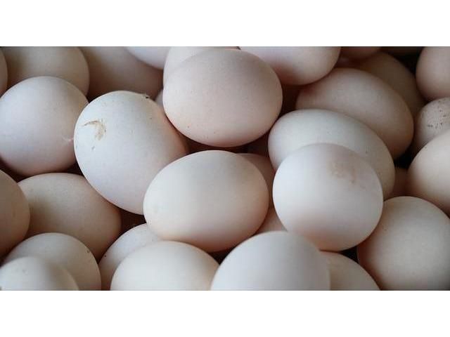 128 Eggs Incubator