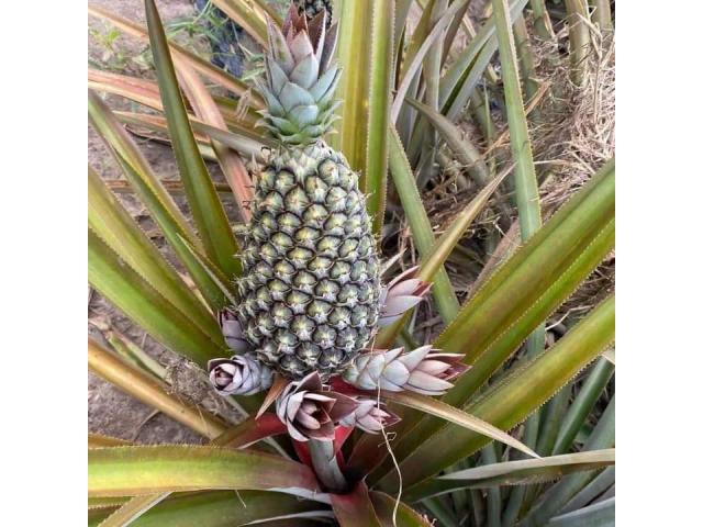 Pineapple Suckers