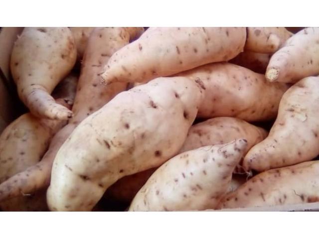 Sweet Potatoes and vines